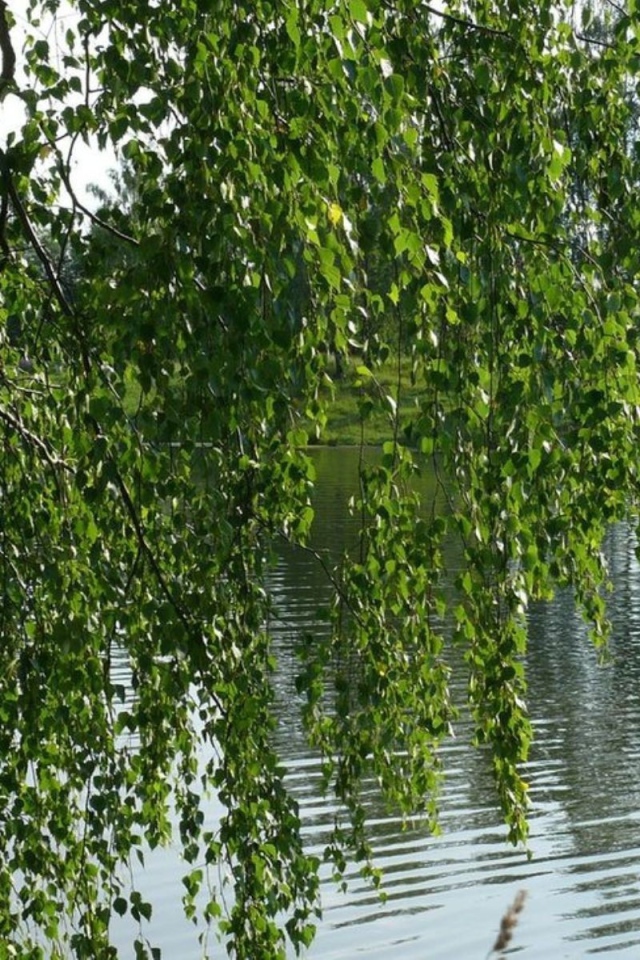 Береза на берегу реки