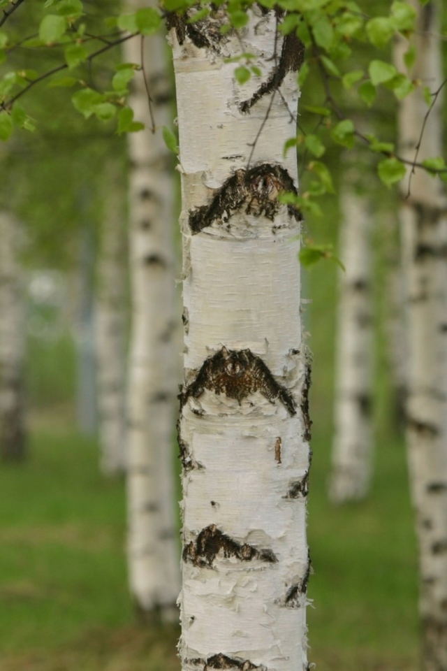 Березовая роща