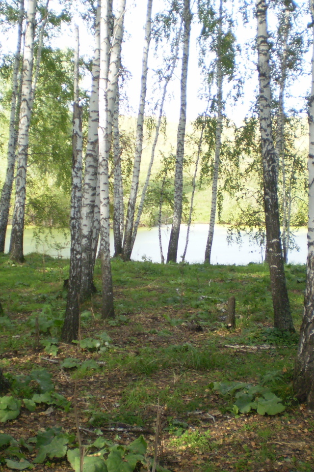Березовая роща у озера
