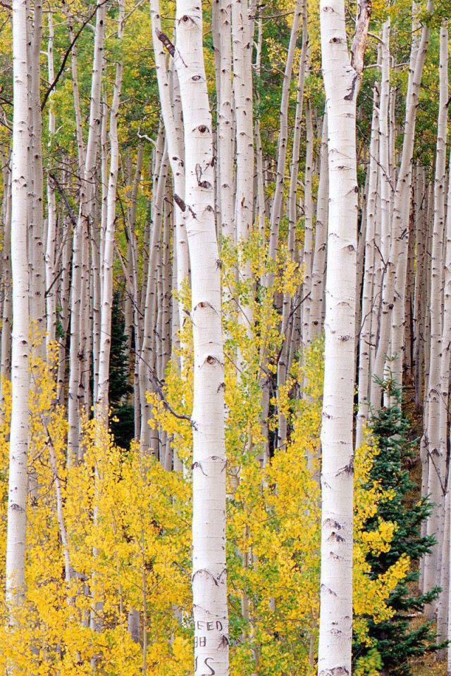 Березовая чаща