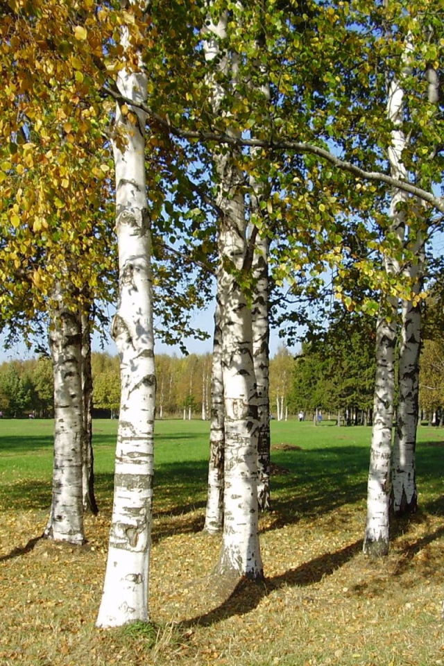 Birch trees on the glade