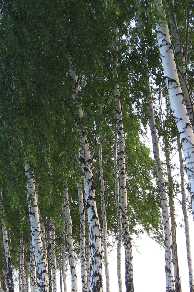 Кроны березовых деревьев