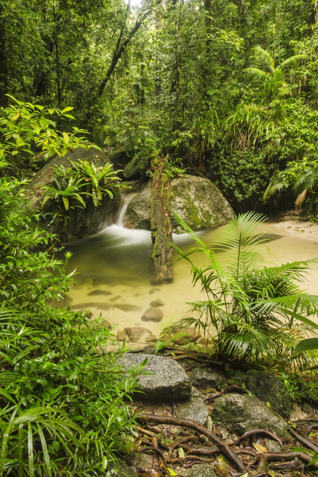 Густой тропический лес