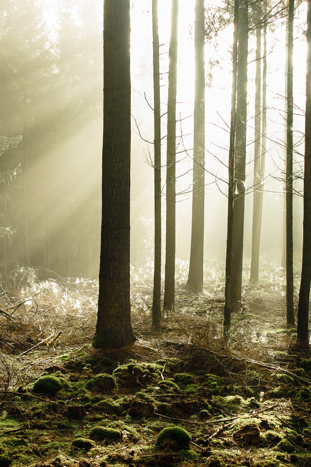 Сказочный летний лес