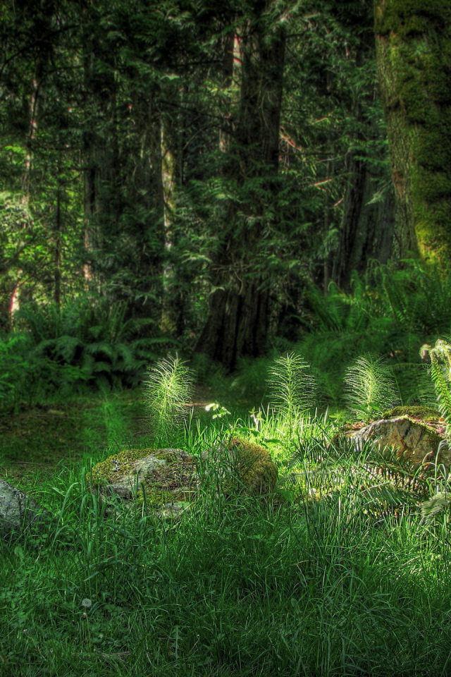 Лесная поляна с камнями