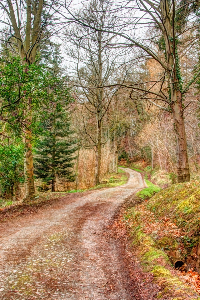 Мрачный лес осенью