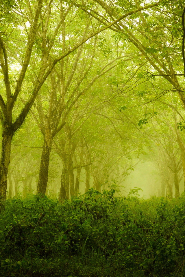 Зеленый летний сад