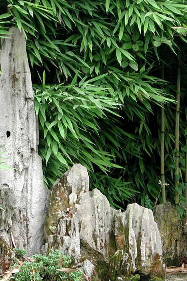 Японский бамбуковый лес