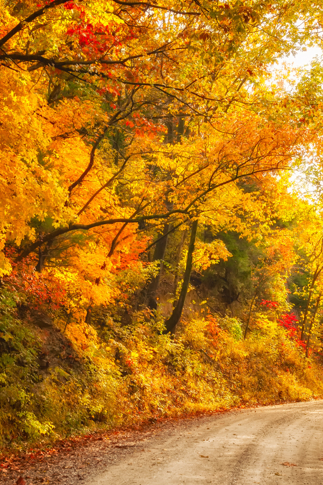 Глубокая осень в лесу