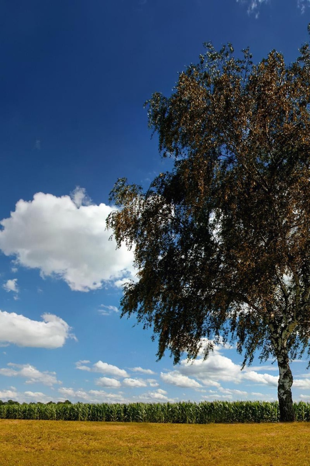 Одинокая береза