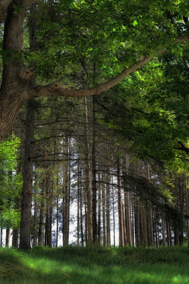 Дубовый лес