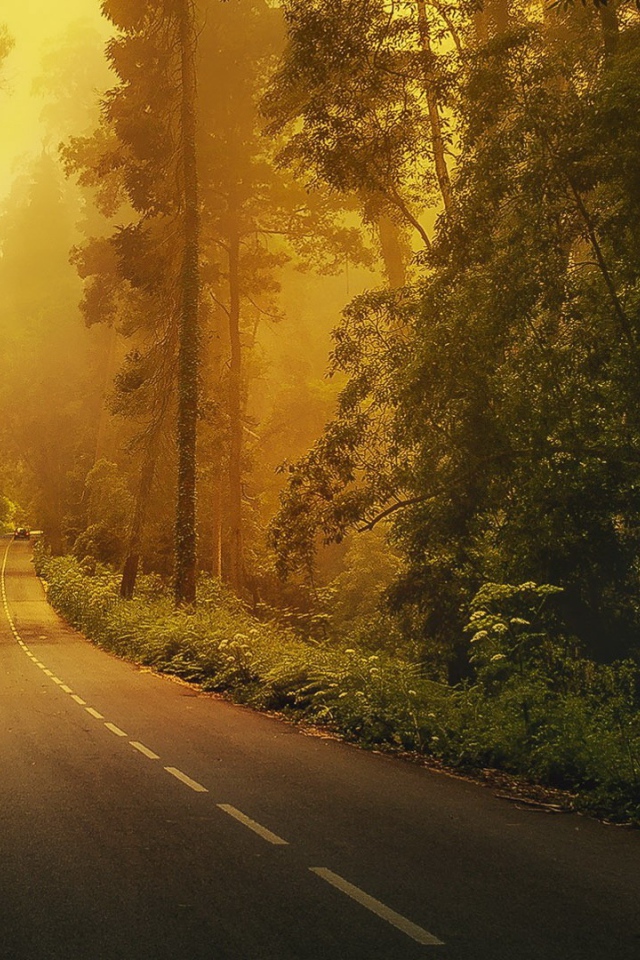 Дорога в лесу