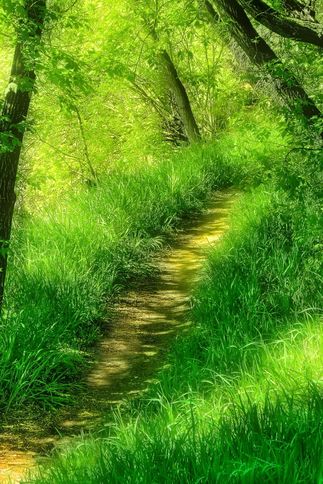 Тропинка среди лесной травы