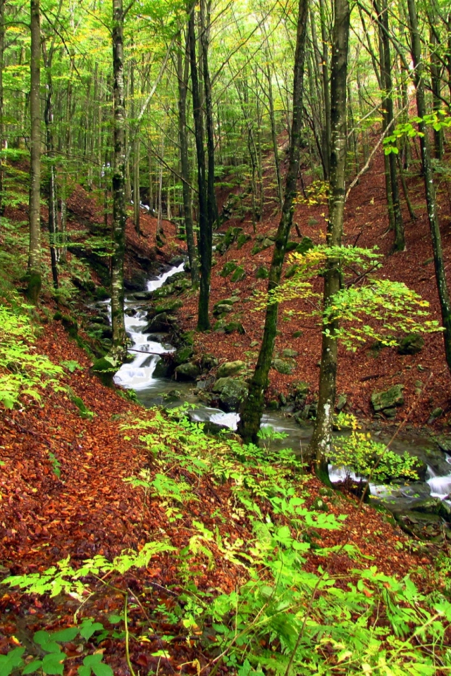 Быстрый ручей в лесу