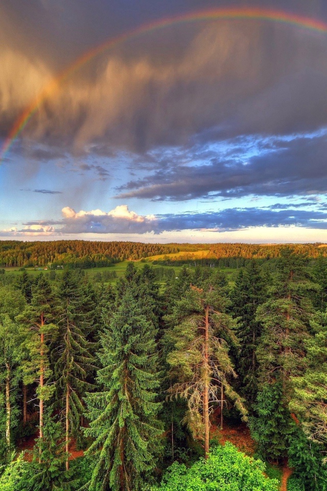 Радуга над лесом