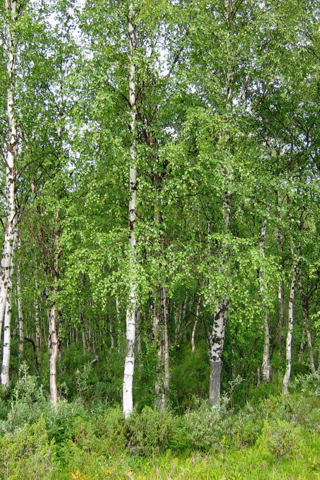 Летняя березовая роща