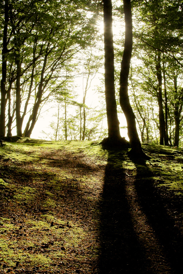 Солнечные лучи пробиваются сквозь деревья