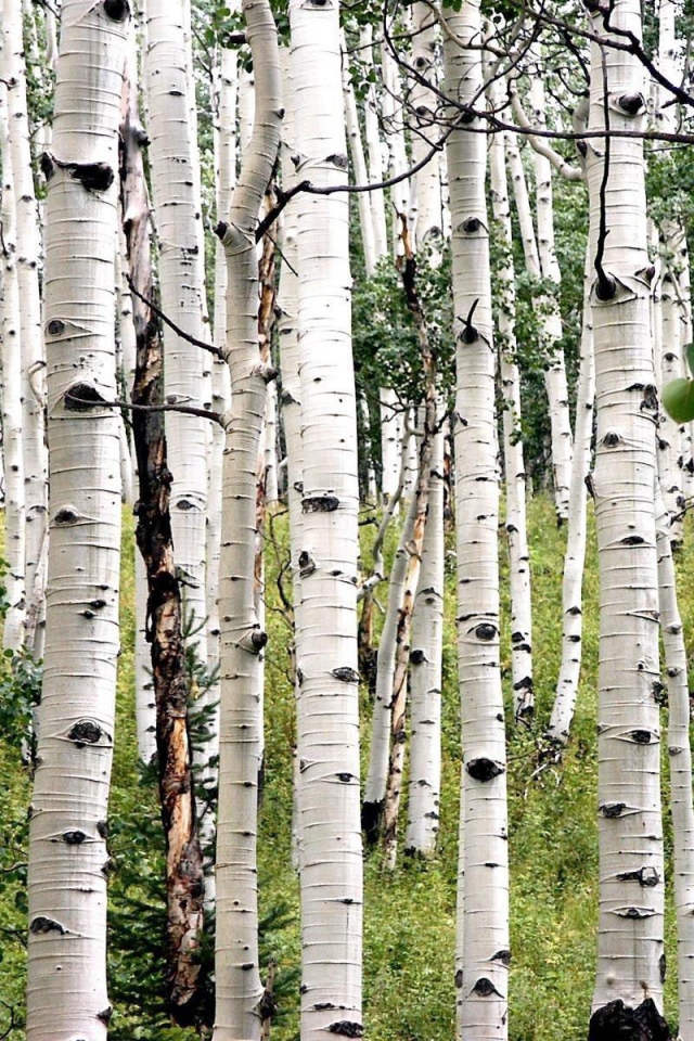 Белая береза