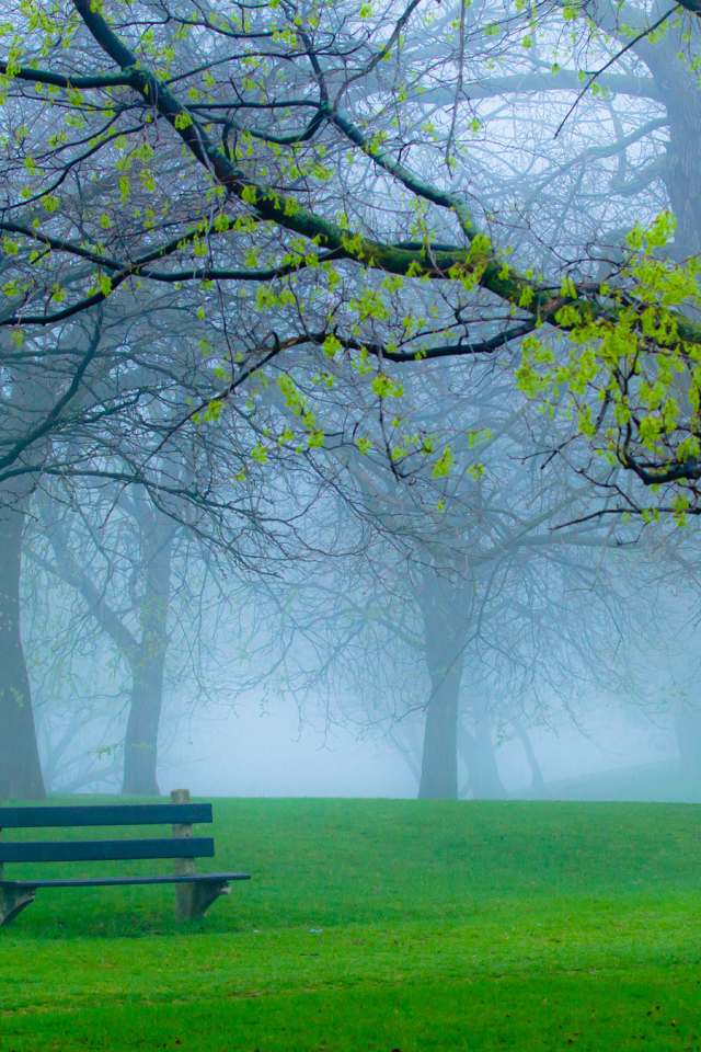 Скамейка в туманном парке
