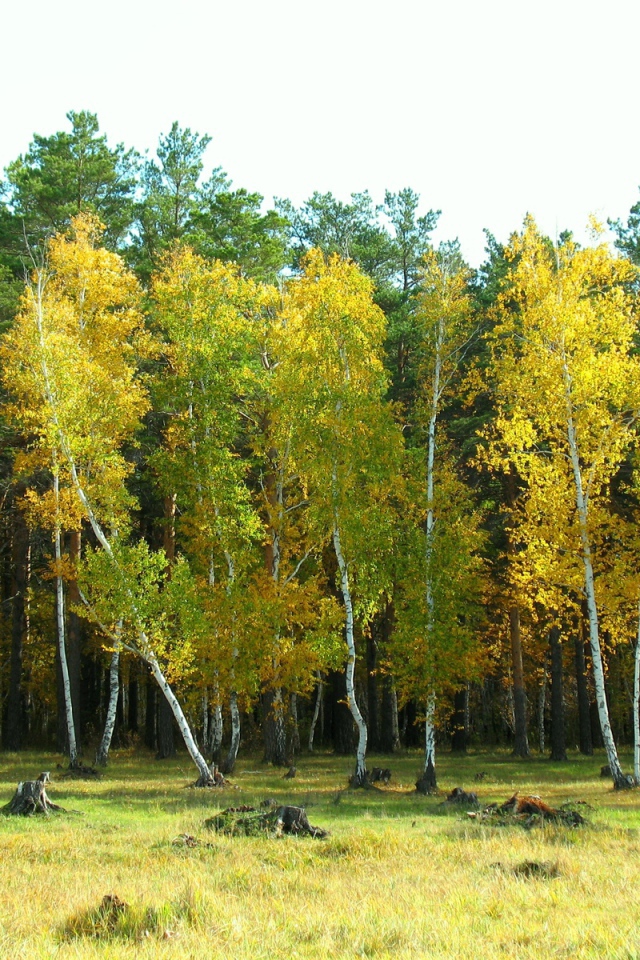 Березовый лес
