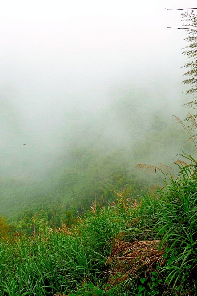 Лес в утреннем тумане
