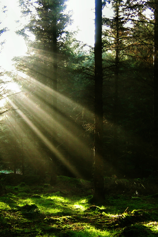 Лучи солнца в темном лесу