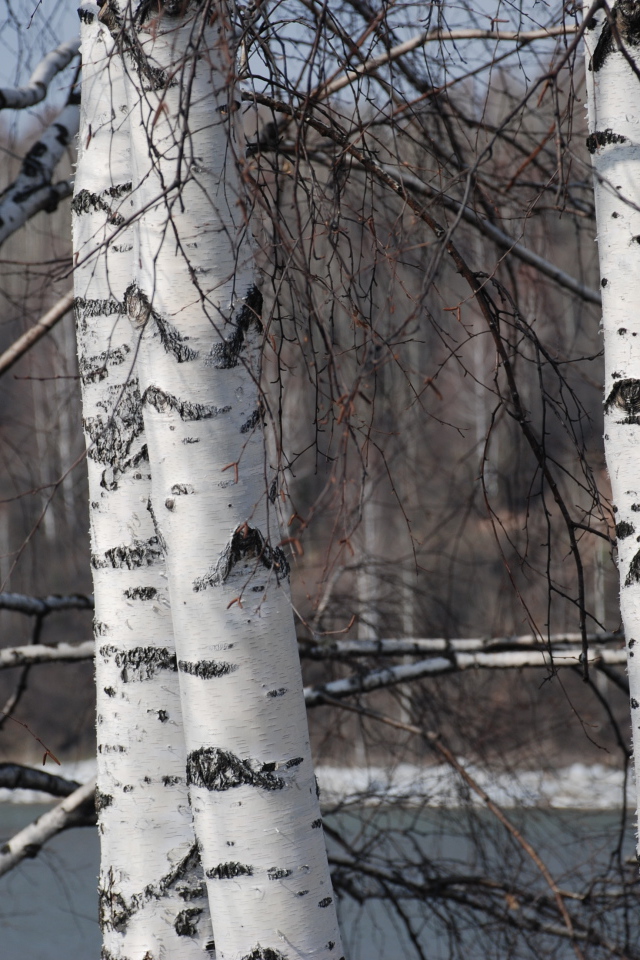 Зимняя березовая роща