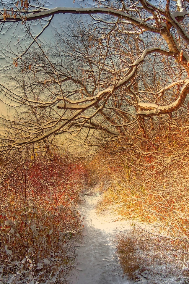 Зимняя дорожка через лес