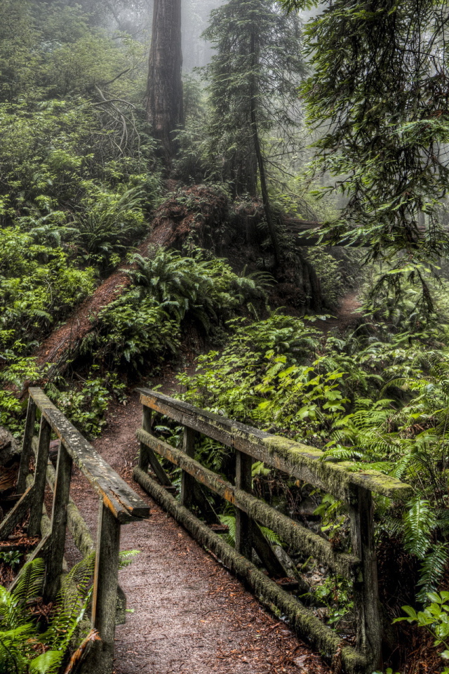 Деревянный мост в лесу