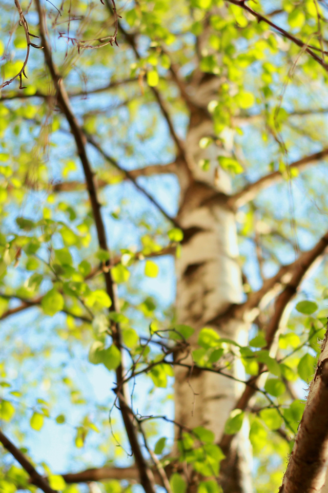 Молодая зелень берез