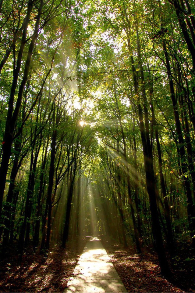 Освещенная солнцем дорога в лесу