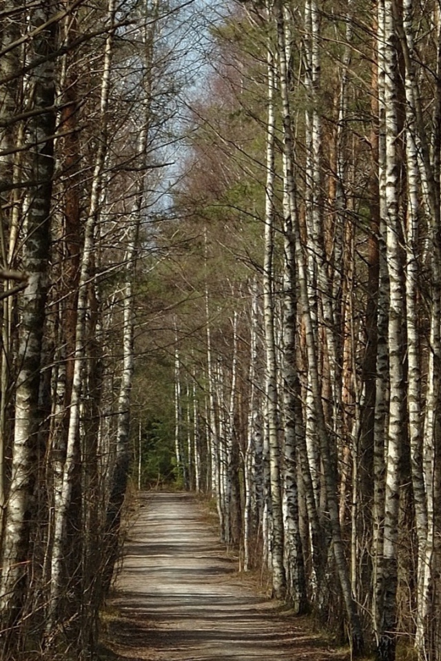 	  The road through a birch forest