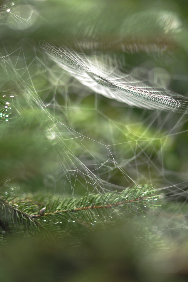 Паутина в лесу