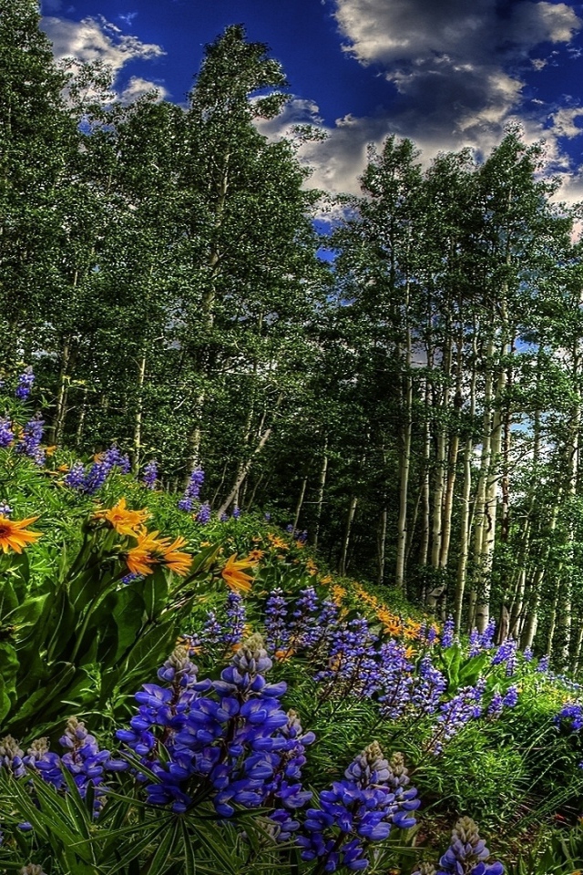 Цветы около дороги