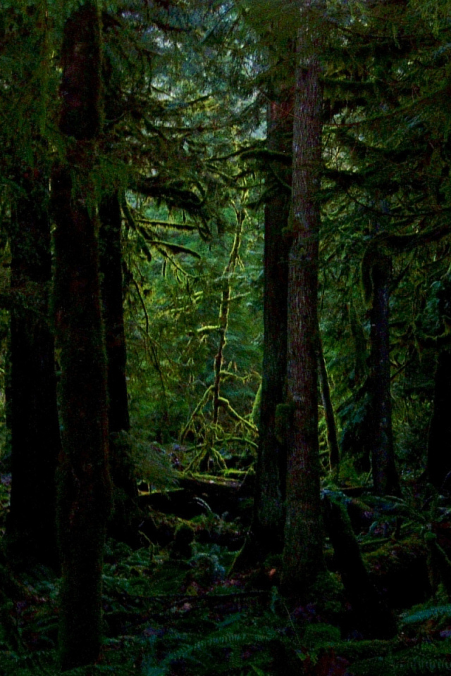 Покрытый мхом лес