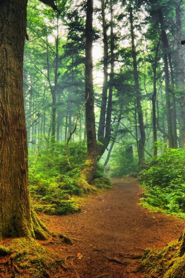 Тропинка среди деревьев