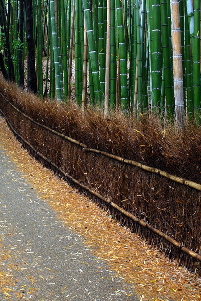 Дорога в бамбуковом лесу