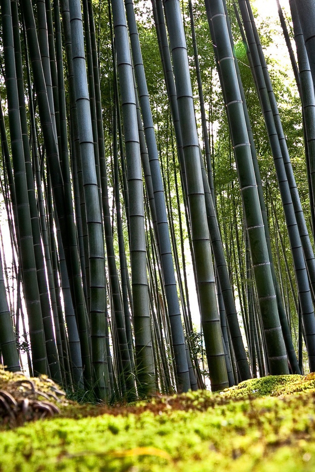 Корни бамбука