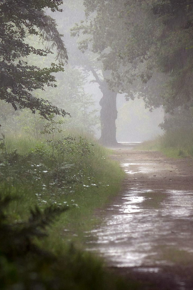 Мокрая дорога в лесу