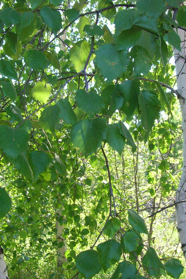 Листья березы