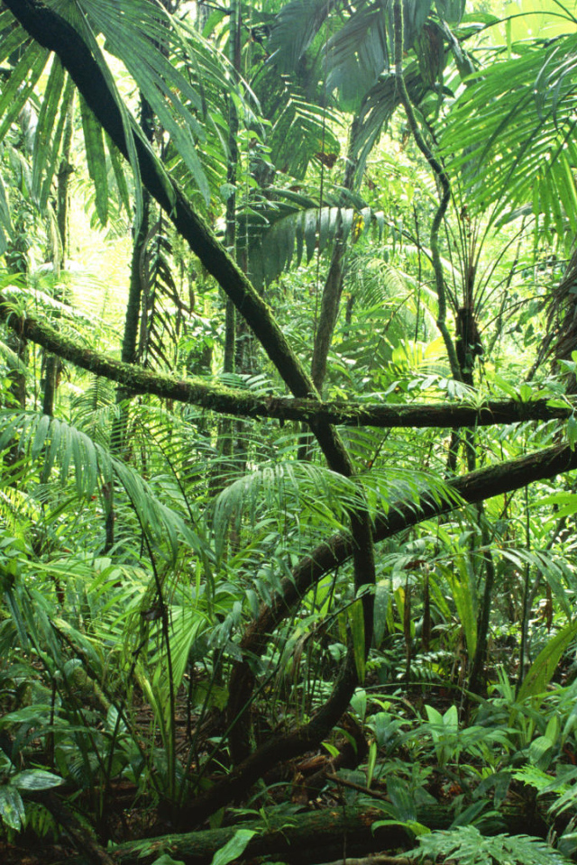 Тропические джунгли