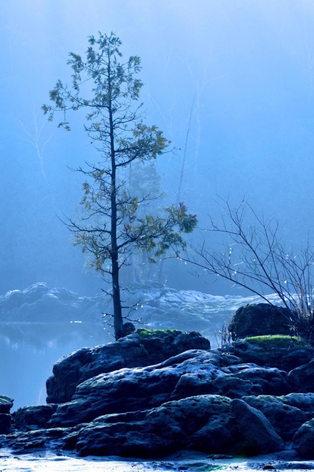 Дерево на каменном острове