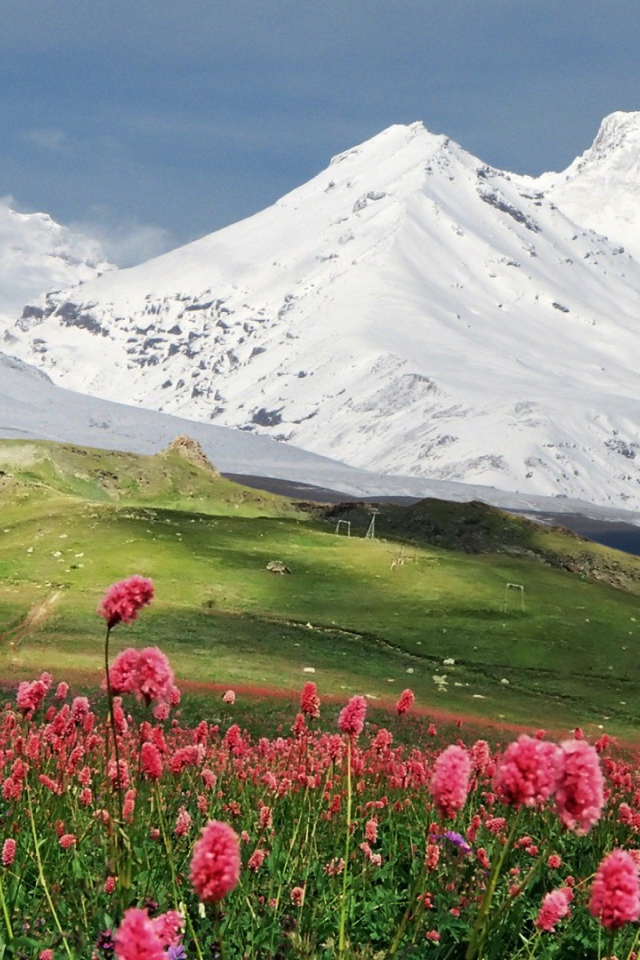 Flowers on a background of mountains