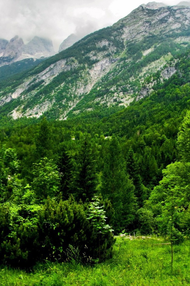 Лес в горах