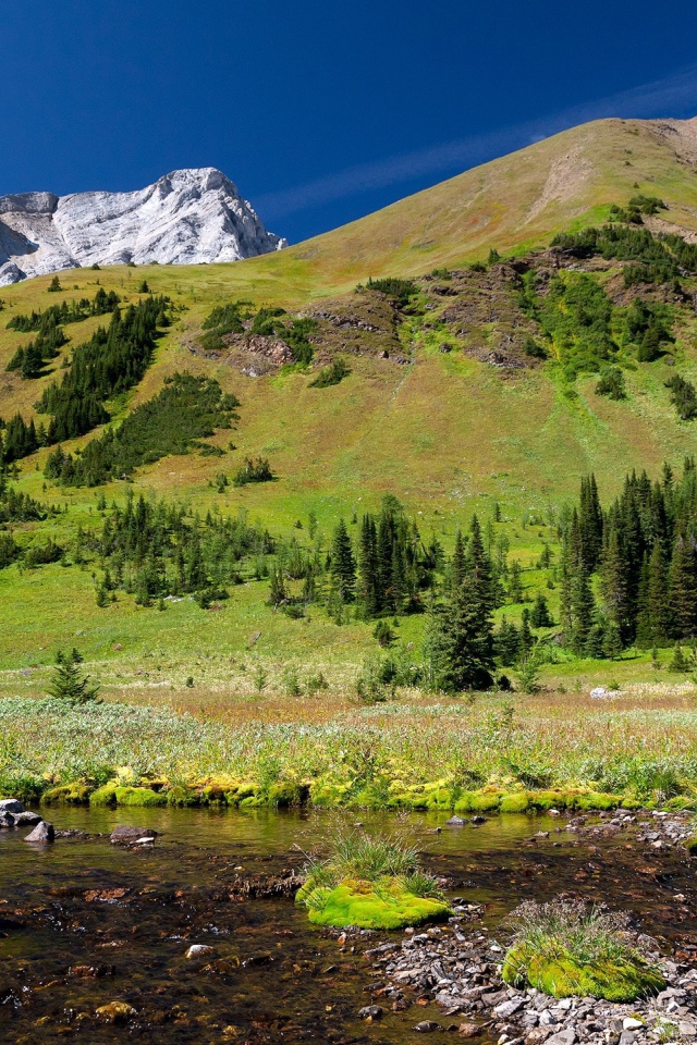 Гора заросшая лесом