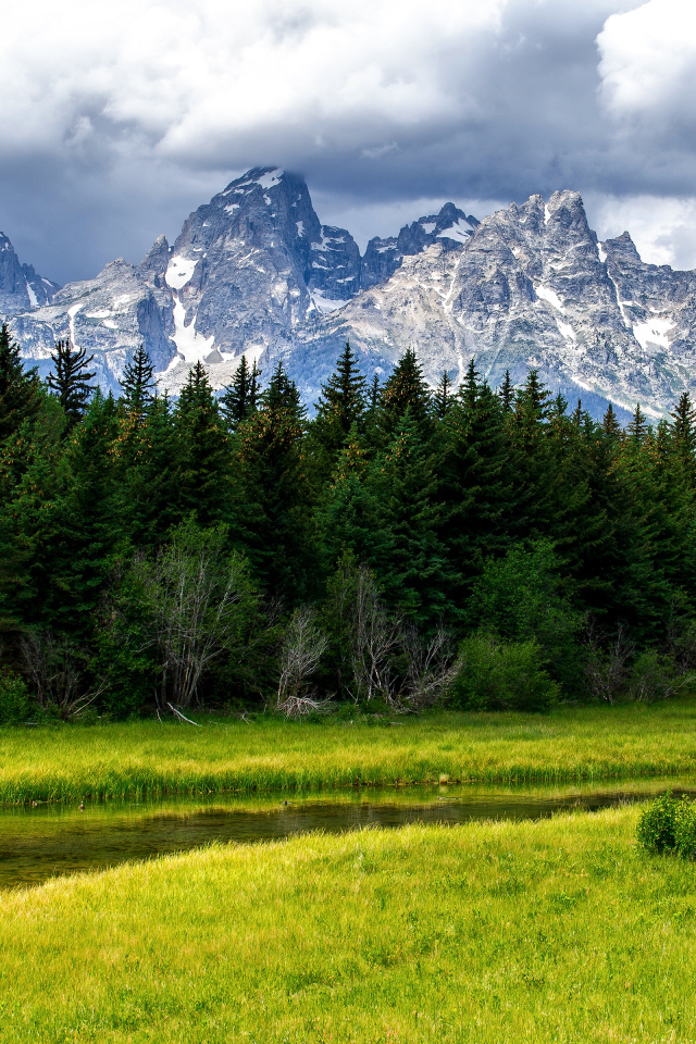 Зелёные деревья на фоне гор