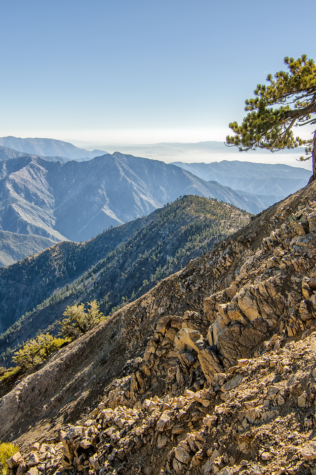 Одинокое дерево в горах