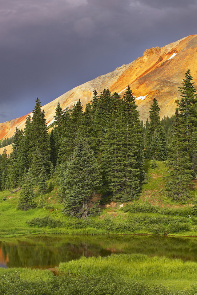 Еловый лес в долине