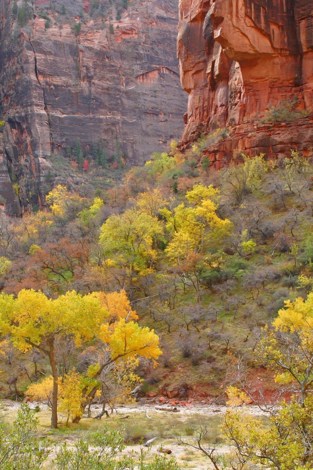 Растительность в горах