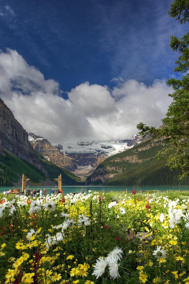 Цветочная поляна у озера